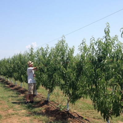 Sustainable fruit tree farm